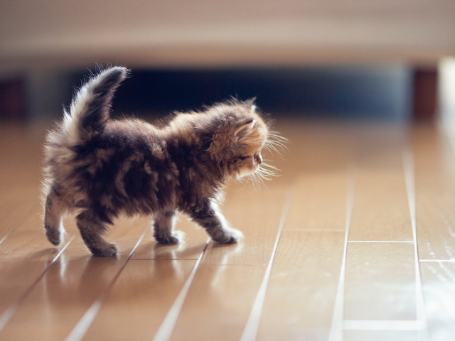 Fondo de pantalla Cute Kitten 640x480