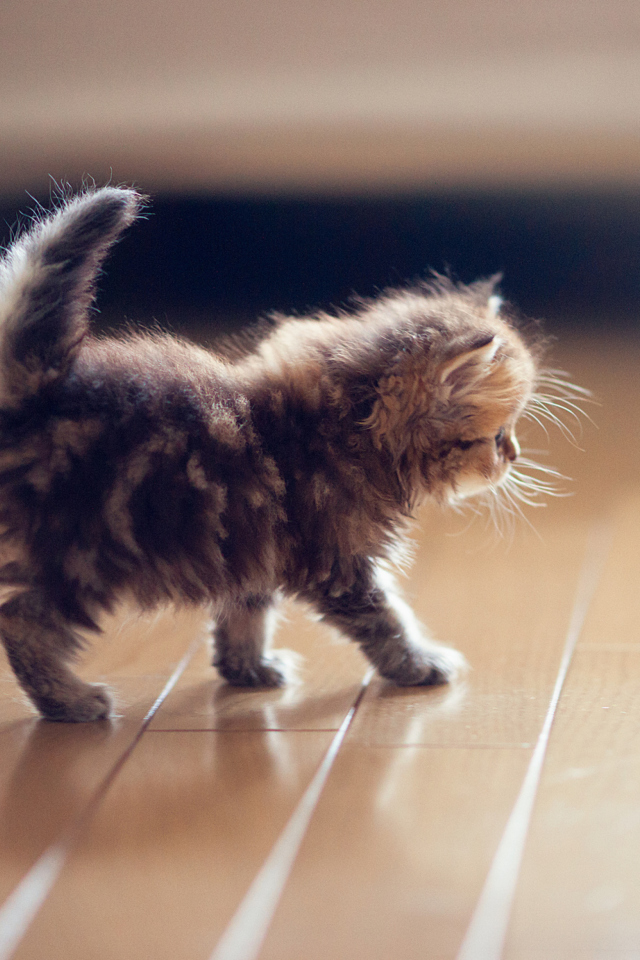 Das Cute Kitten Wallpaper 640x960
