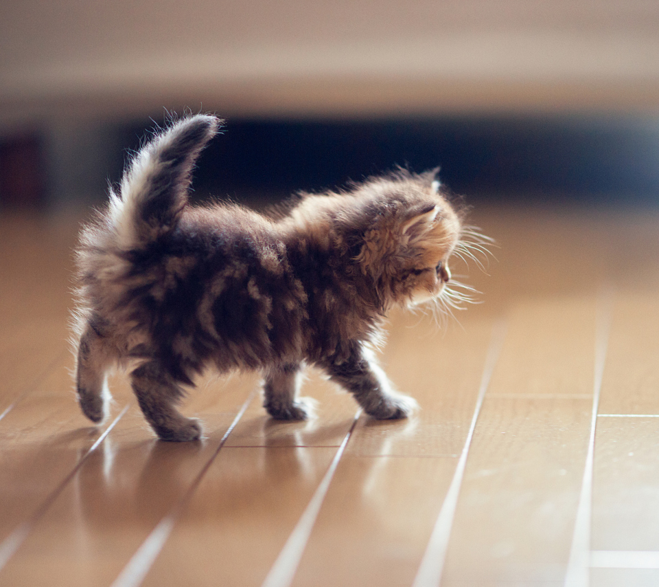 Fondo de pantalla Cute Kitten 960x854