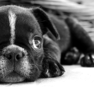 French Bulldog Puppy - Obrázkek zdarma pro iPad Air