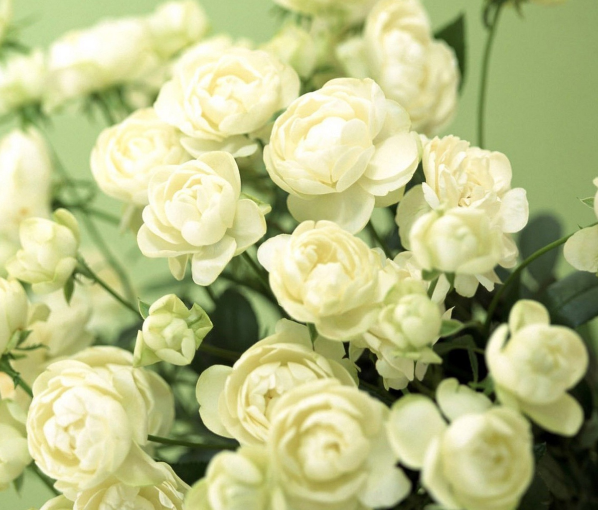 Fondo de pantalla White Roses 1200x1024