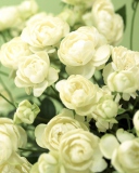 Screenshot №1 pro téma White Roses 128x160