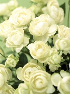 White Roses screenshot #1 240x320