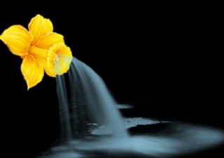 Yellow Flower - Obrázkek zdarma pro Samsung Galaxy Tab 3 8.0