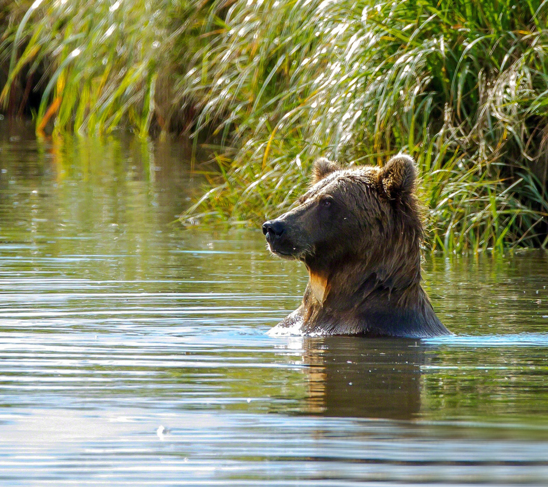 Fondo de pantalla Bruiser Bear Swimming in Lake 1080x960