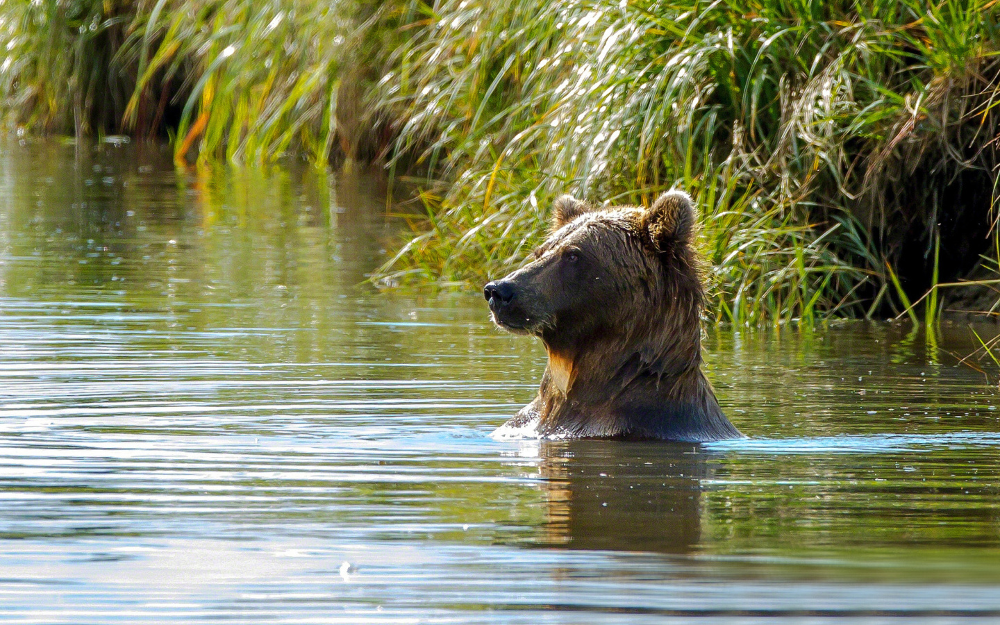 Fondo de pantalla Bruiser Bear Swimming in Lake 1440x900