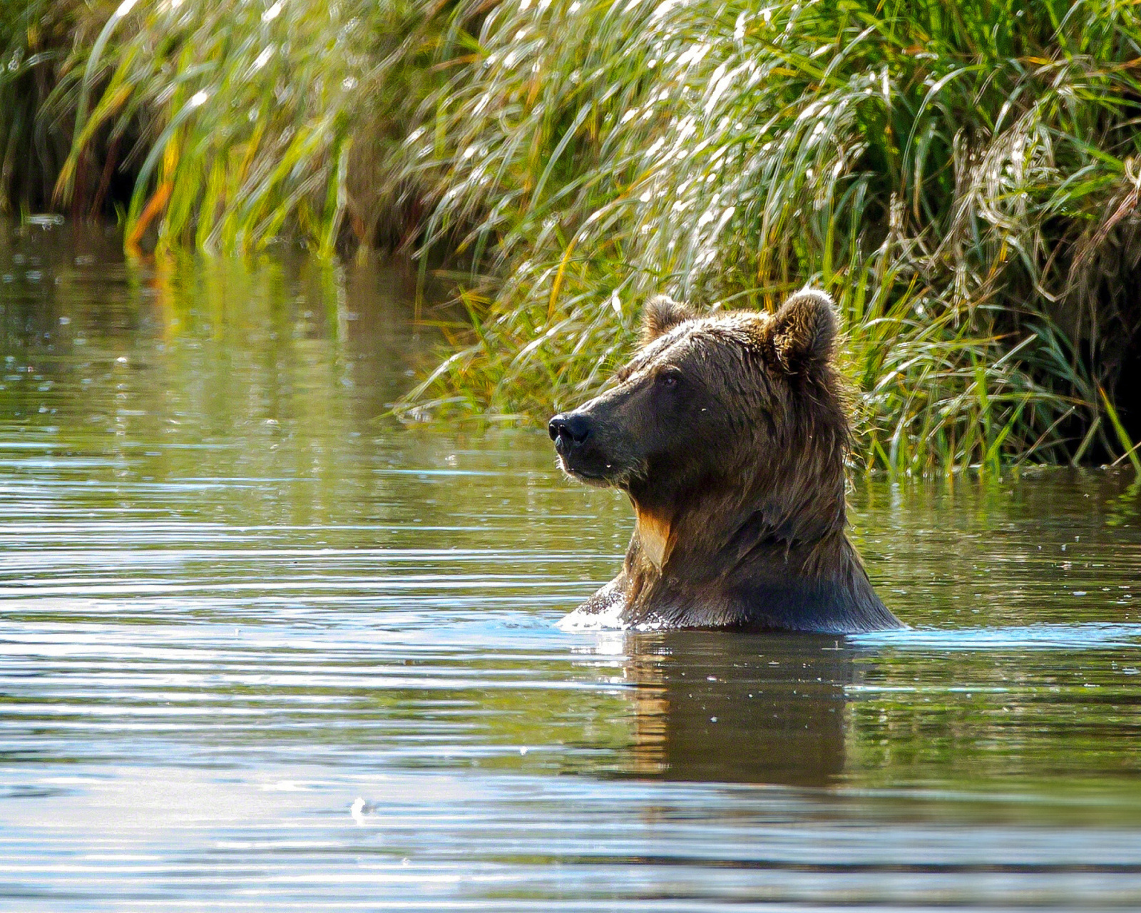 Sfondi Bruiser Bear Swimming in Lake 1600x1280