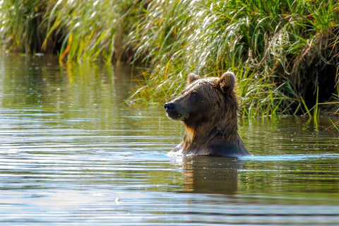 Обои Bruiser Bear Swimming in Lake 480x320