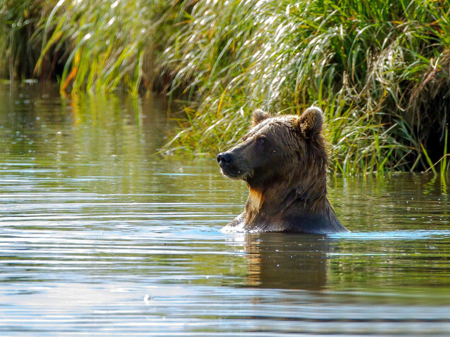 Fondo de pantalla Bruiser Bear Swimming in Lake 640x480