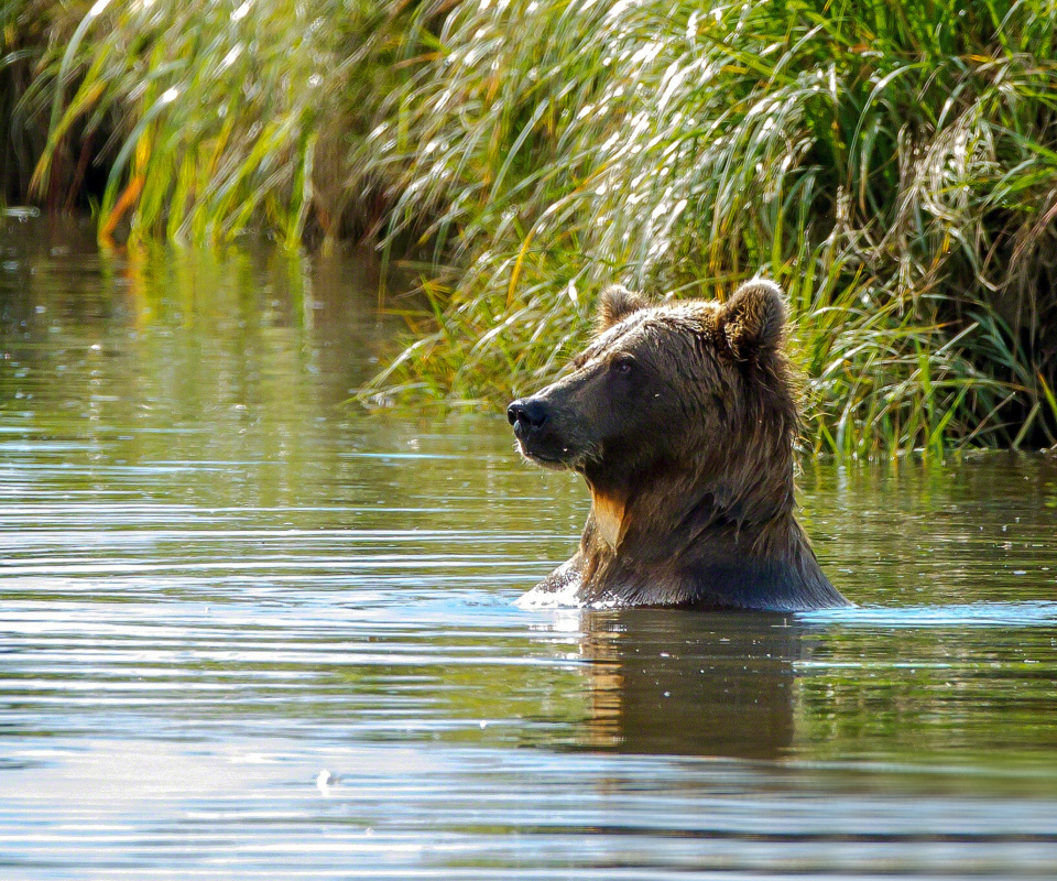 Sfondi Bruiser Bear Swimming in Lake 960x800