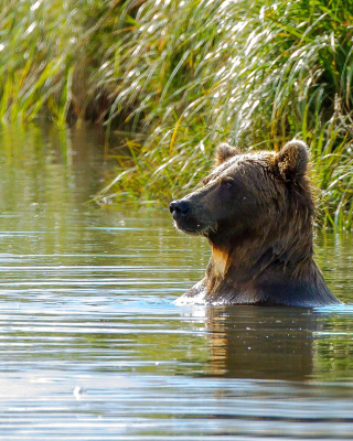 Kostenloses Bruiser Bear Swimming in Lake Wallpaper für 640x1136