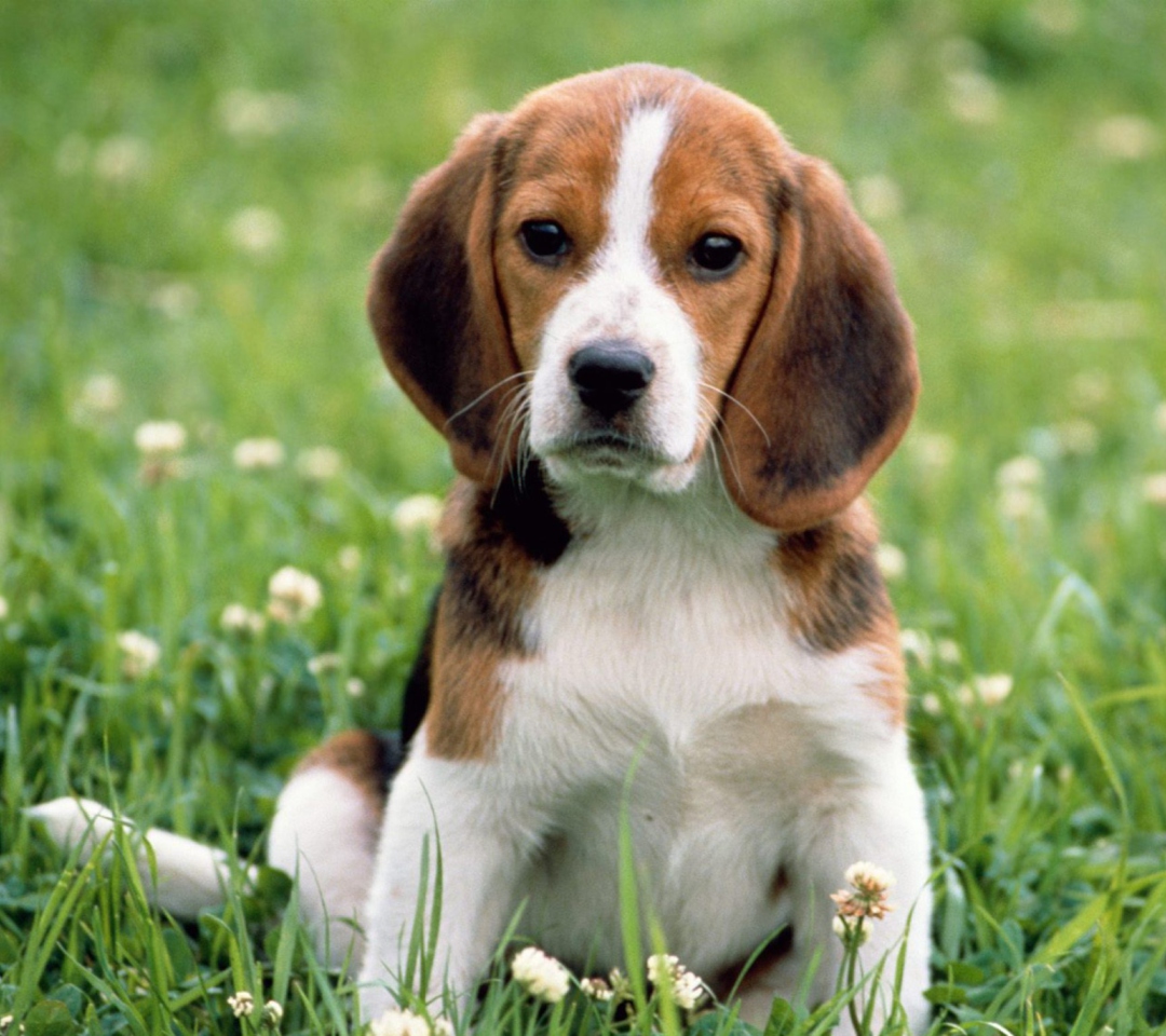 Beagle Dog wallpaper 1080x960