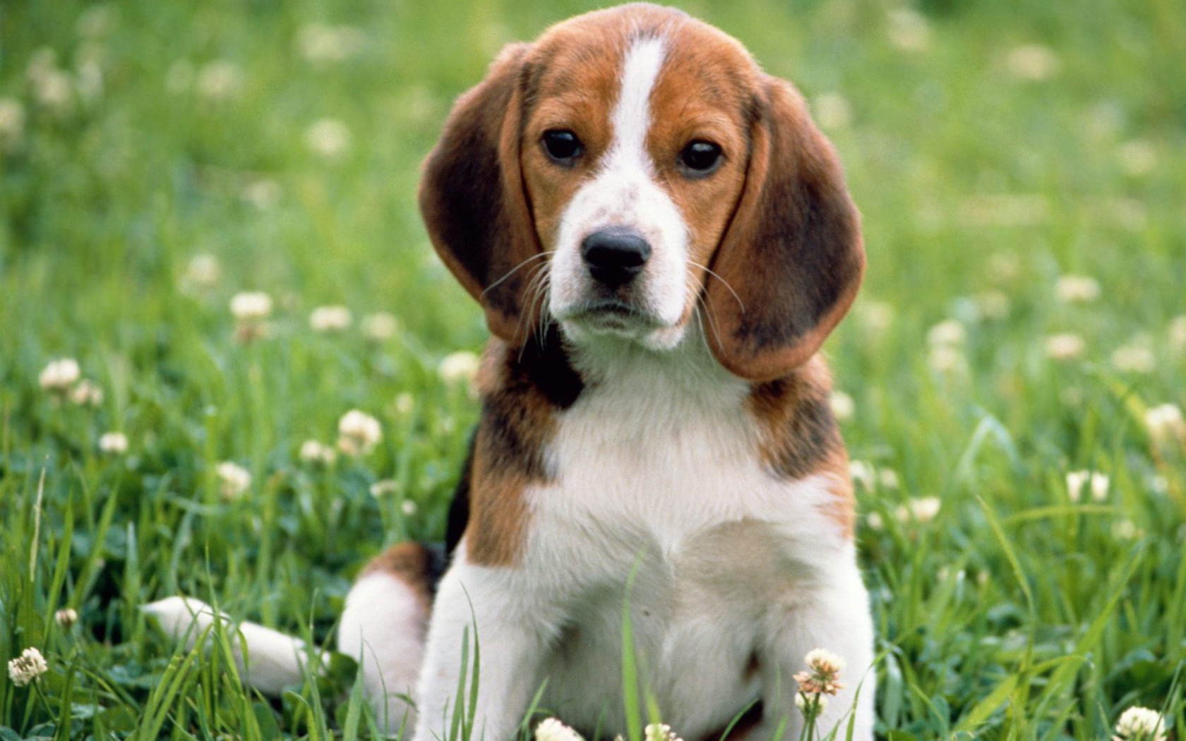 Beagle Dog wallpaper 1680x1050