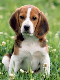 Fondo de pantalla Beagle Dog 240x320