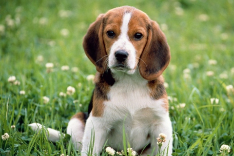 Beagle Dog screenshot #1 480x320