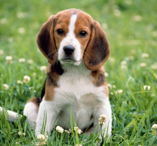 Beagle Dog - Obrázkek zdarma pro 1024x1024