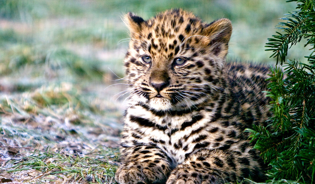 Screenshot №1 pro téma Amur Leopard Cub 1024x600