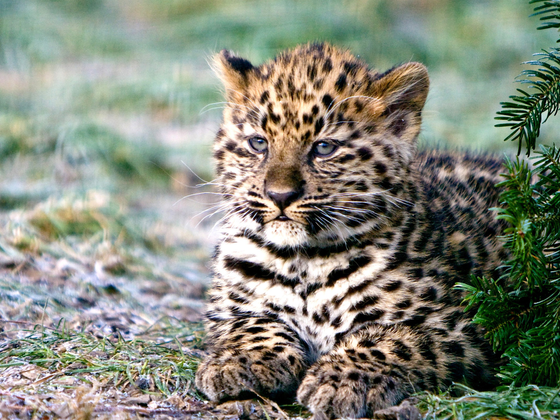 Обои Amur Leopard Cub 1152x864