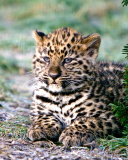 Amur Leopard Cub screenshot #1 128x160