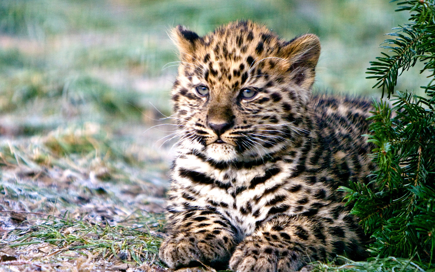 Обои Amur Leopard Cub 1440x900