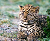 Fondo de pantalla Amur Leopard Cub 176x144