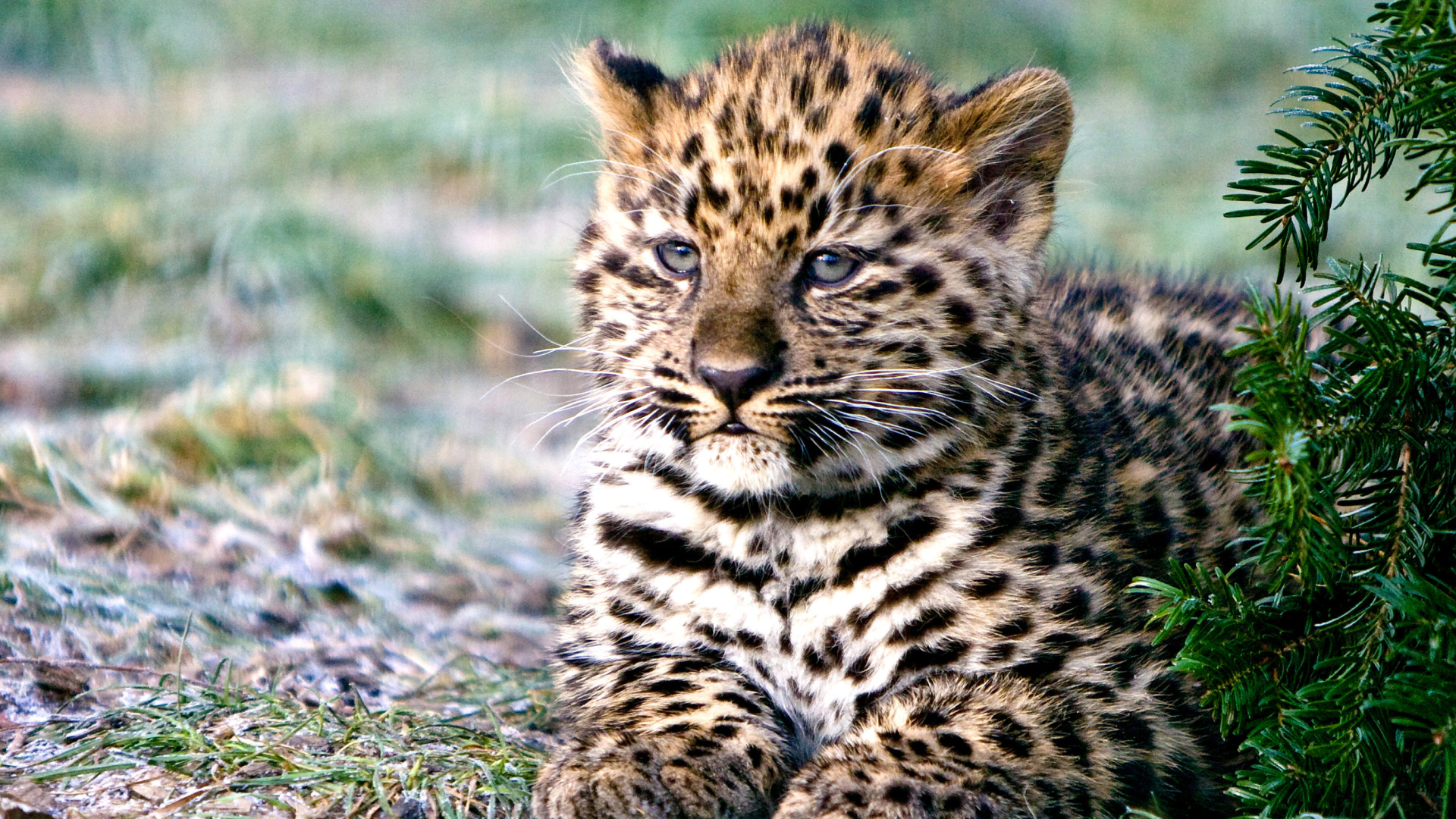 Обои Amur Leopard Cub 1920x1080