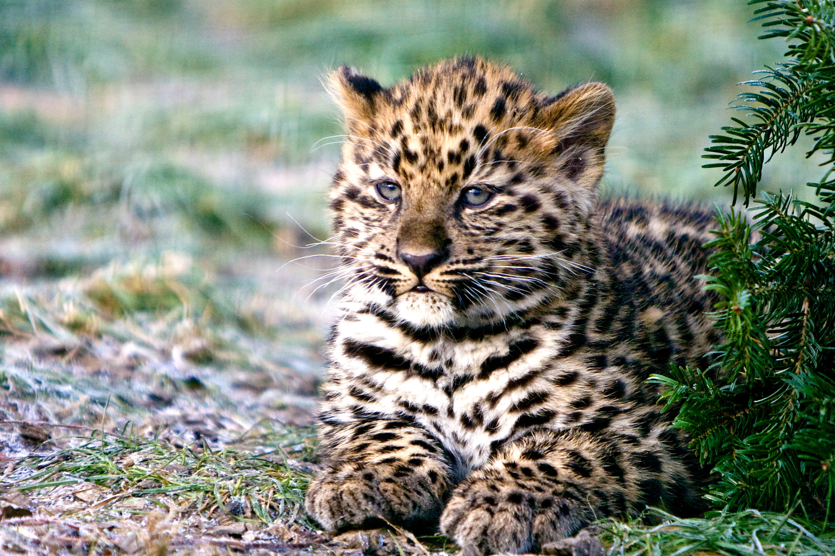 Das Amur Leopard Cub Wallpaper 2880x1920