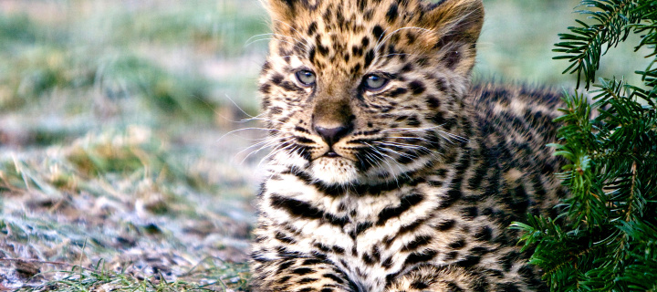 Sfondi Amur Leopard Cub 720x320