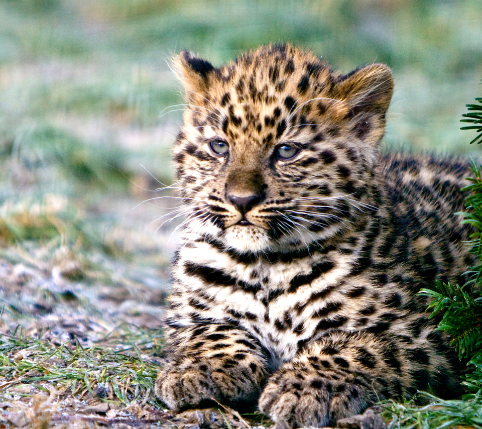 Sfondi Amur Leopard Cub 960x854