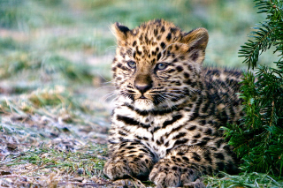 Amur Leopard Cub Background for Android, iPhone and iPad