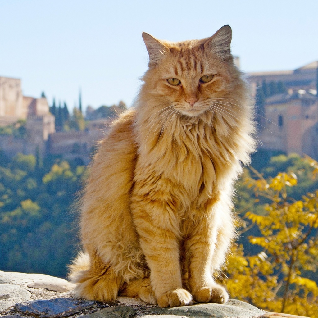 Das Cat in Granada, Andalusia Wallpaper 1024x1024