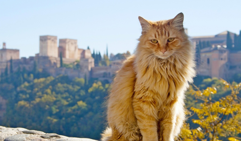 Das Cat in Granada, Andalusia Wallpaper 1024x600