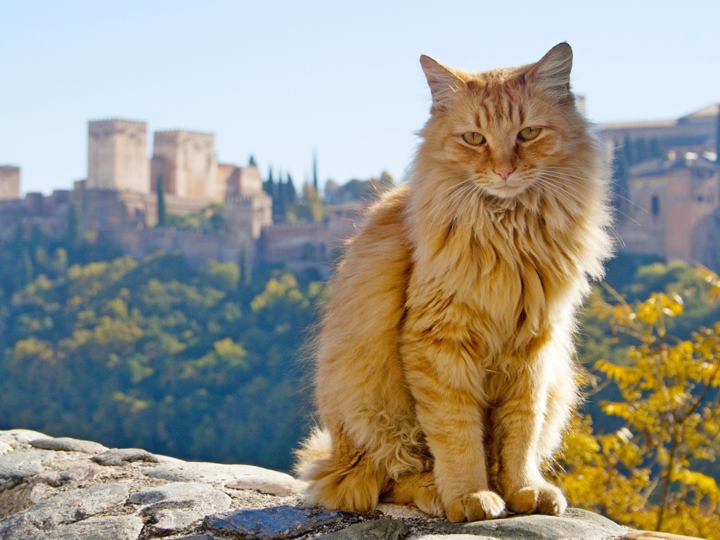 Cat in Granada, Andalusia wallpaper 1024x768