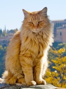 Fondo de pantalla Cat in Granada, Andalusia 132x176