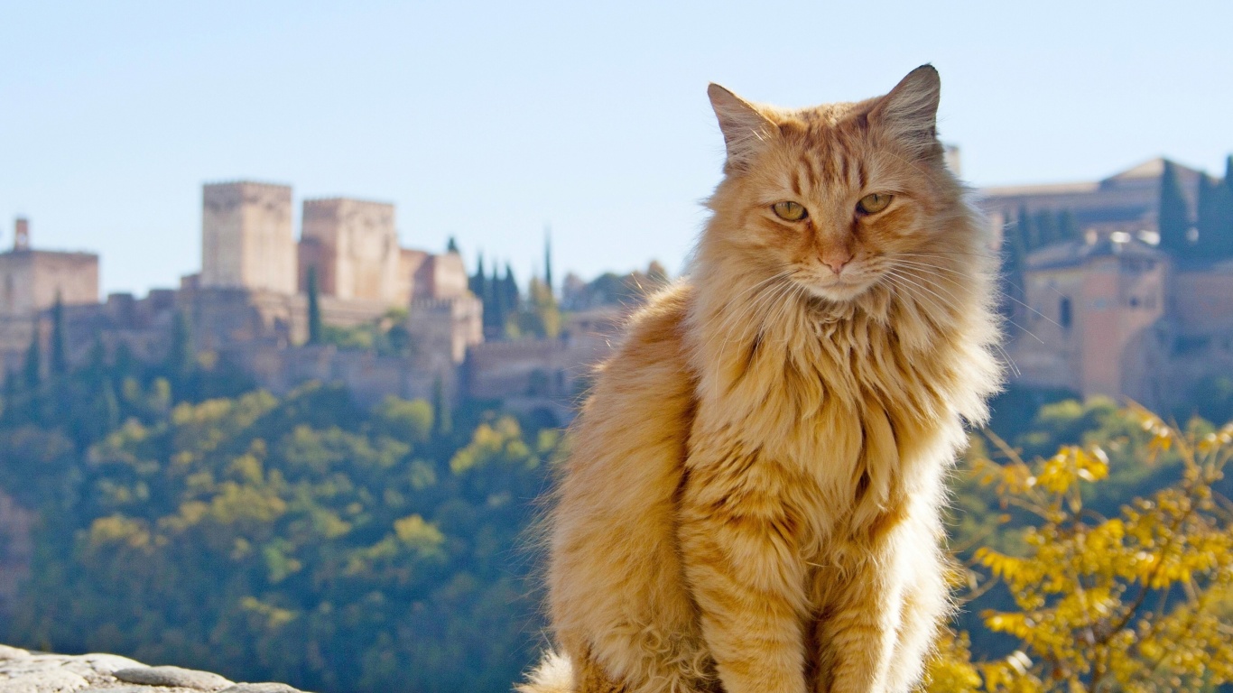 Sfondi Cat in Granada, Andalusia 1366x768