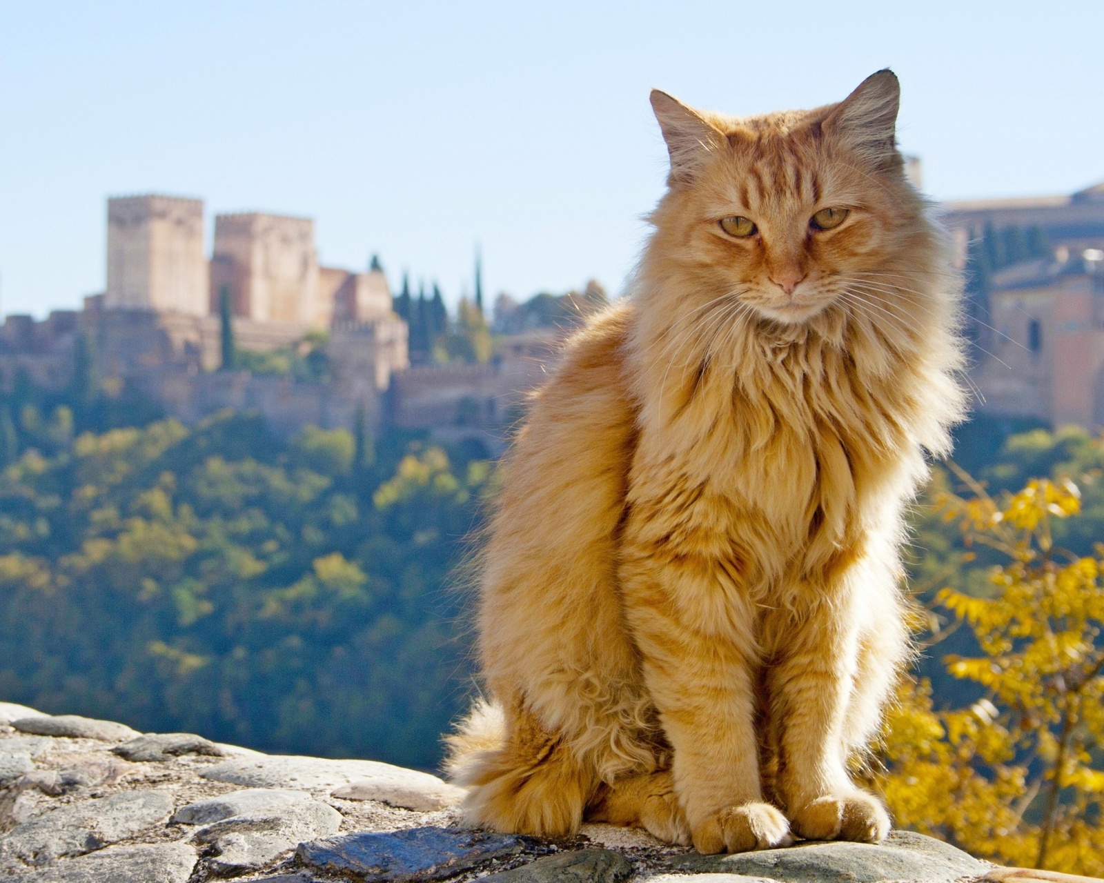 Cat in Granada, Andalusia wallpaper 1600x1280