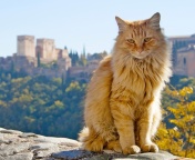 Screenshot №1 pro téma Cat in Granada, Andalusia 176x144