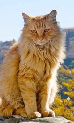 Screenshot №1 pro téma Cat in Granada, Andalusia 240x400