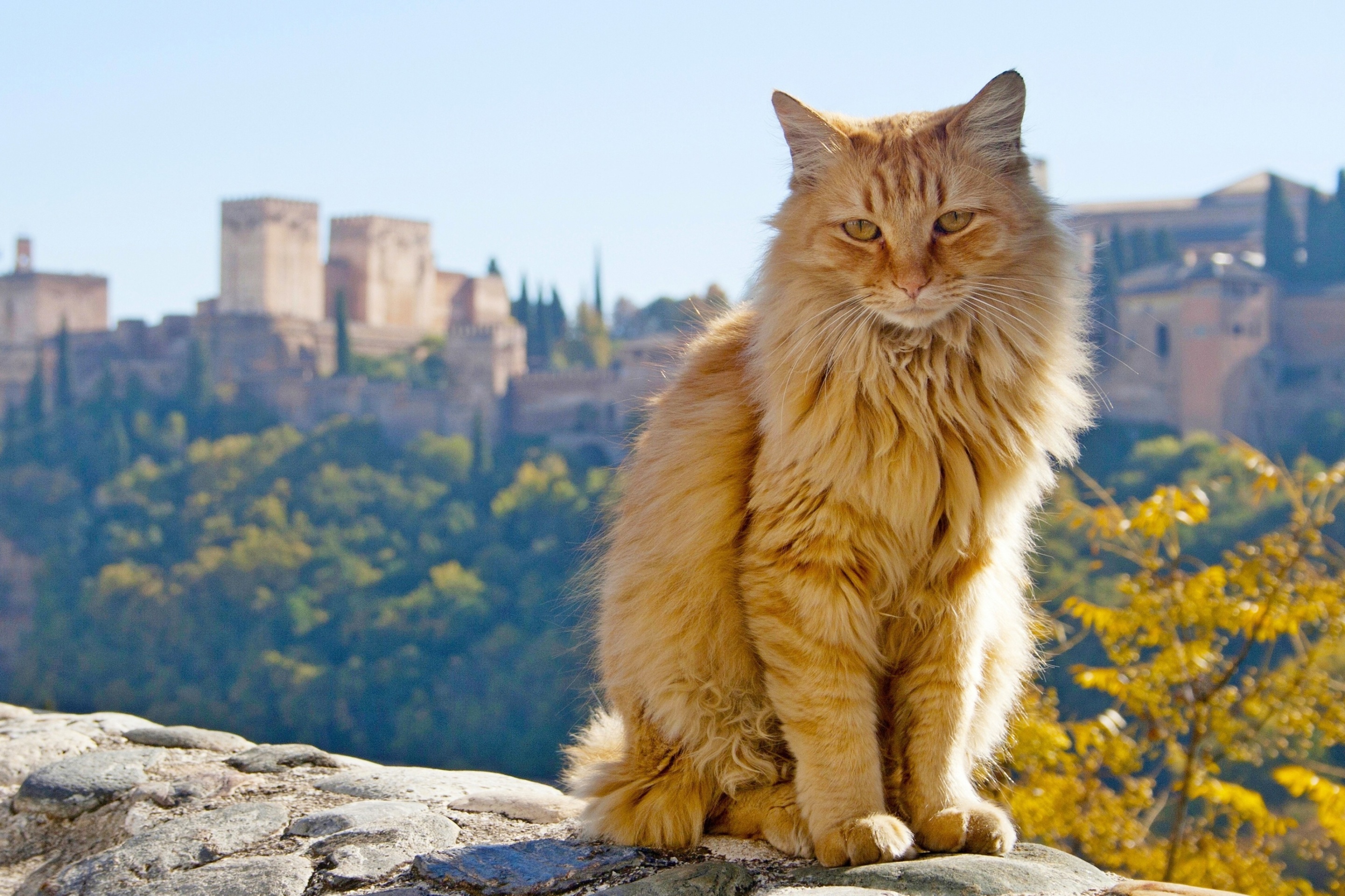 Cat in Granada, Andalusia screenshot #1 2880x1920