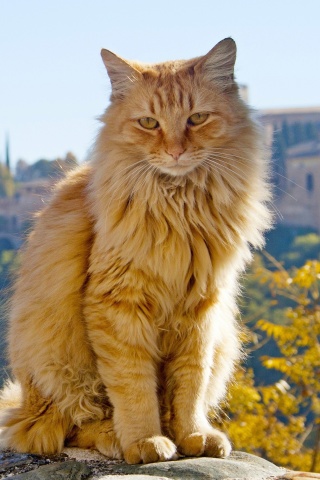 Cat in Granada, Andalusia wallpaper 320x480