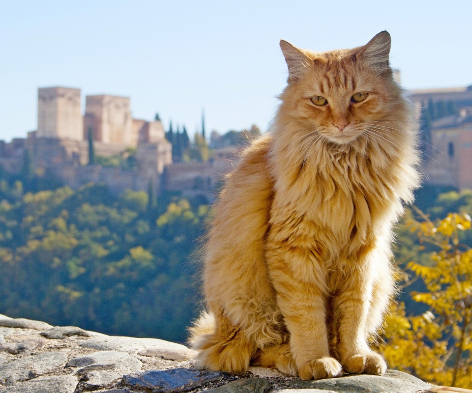Das Cat in Granada, Andalusia Wallpaper 960x800