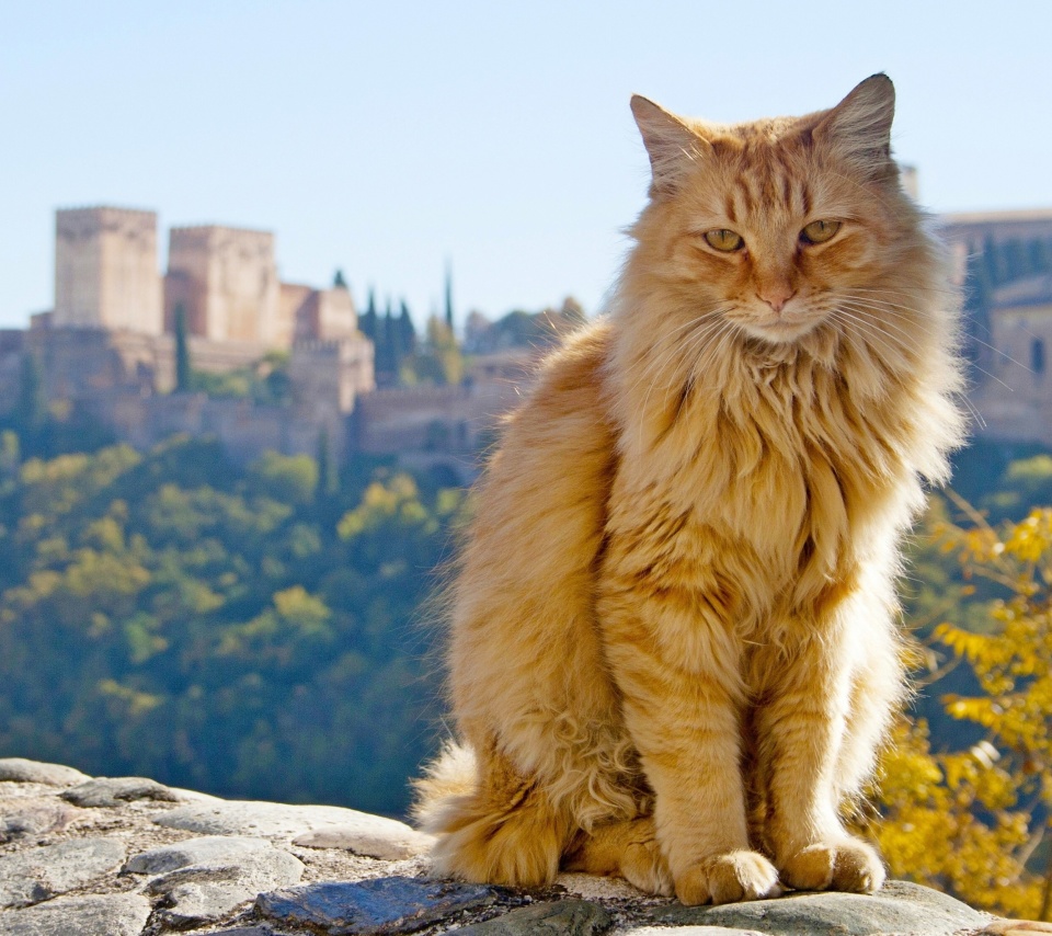 Cat in Granada, Andalusia wallpaper 960x854
