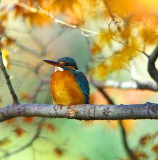 Kingfisher Background for iPad 3