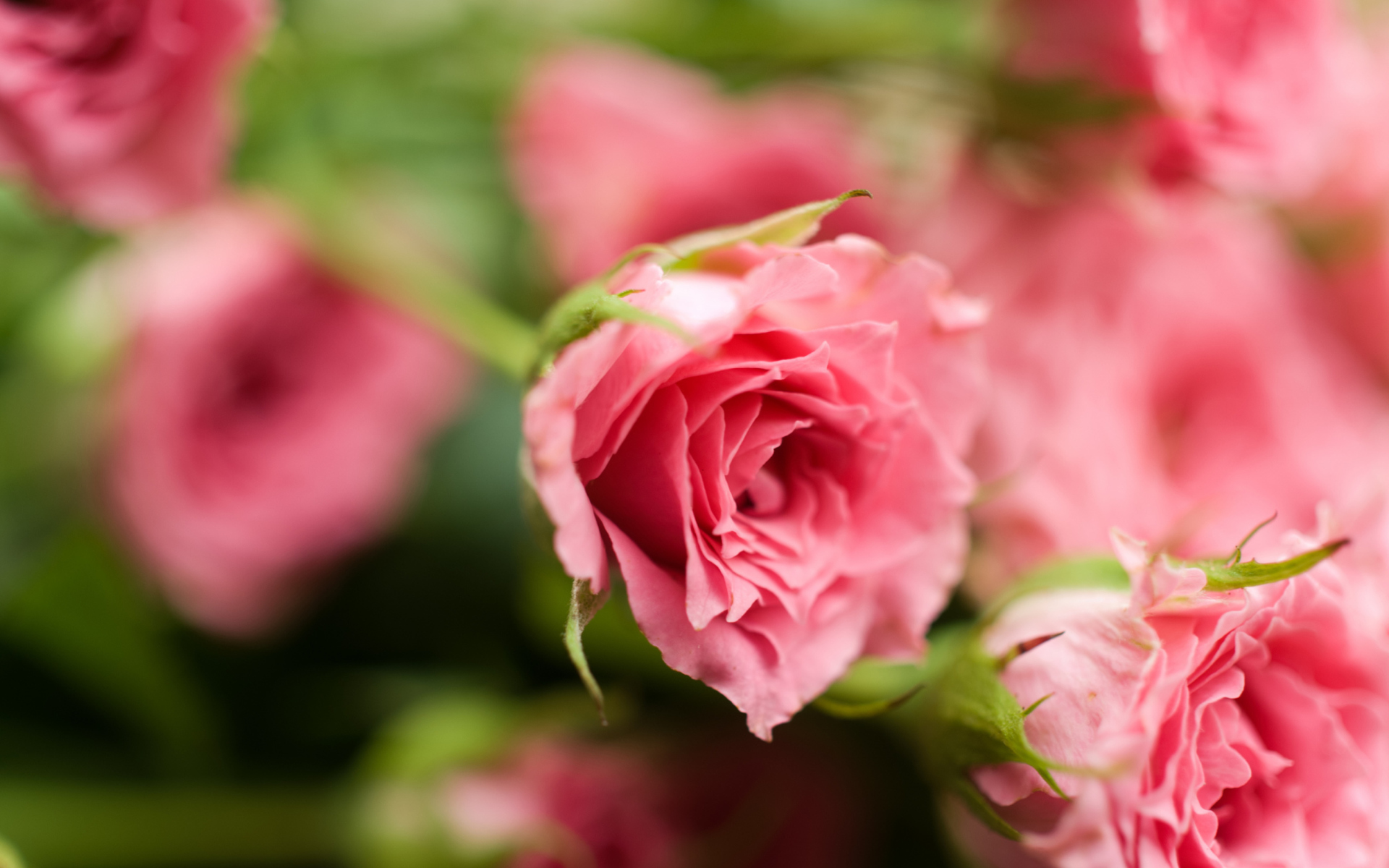 Sfondi Delicate Pink Rose 1920x1200