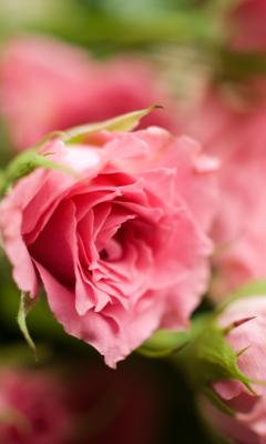 Sfondi Delicate Pink Rose 240x400