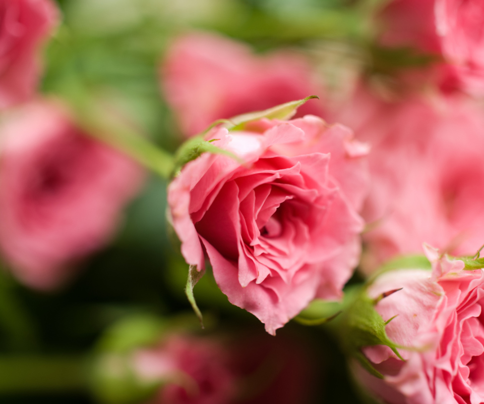 Sfondi Delicate Pink Rose 960x800