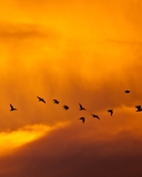 Обои Orange Sky And Birds 128x160