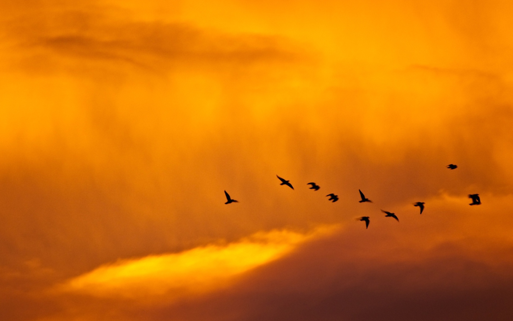 Screenshot №1 pro téma Orange Sky And Birds 1680x1050