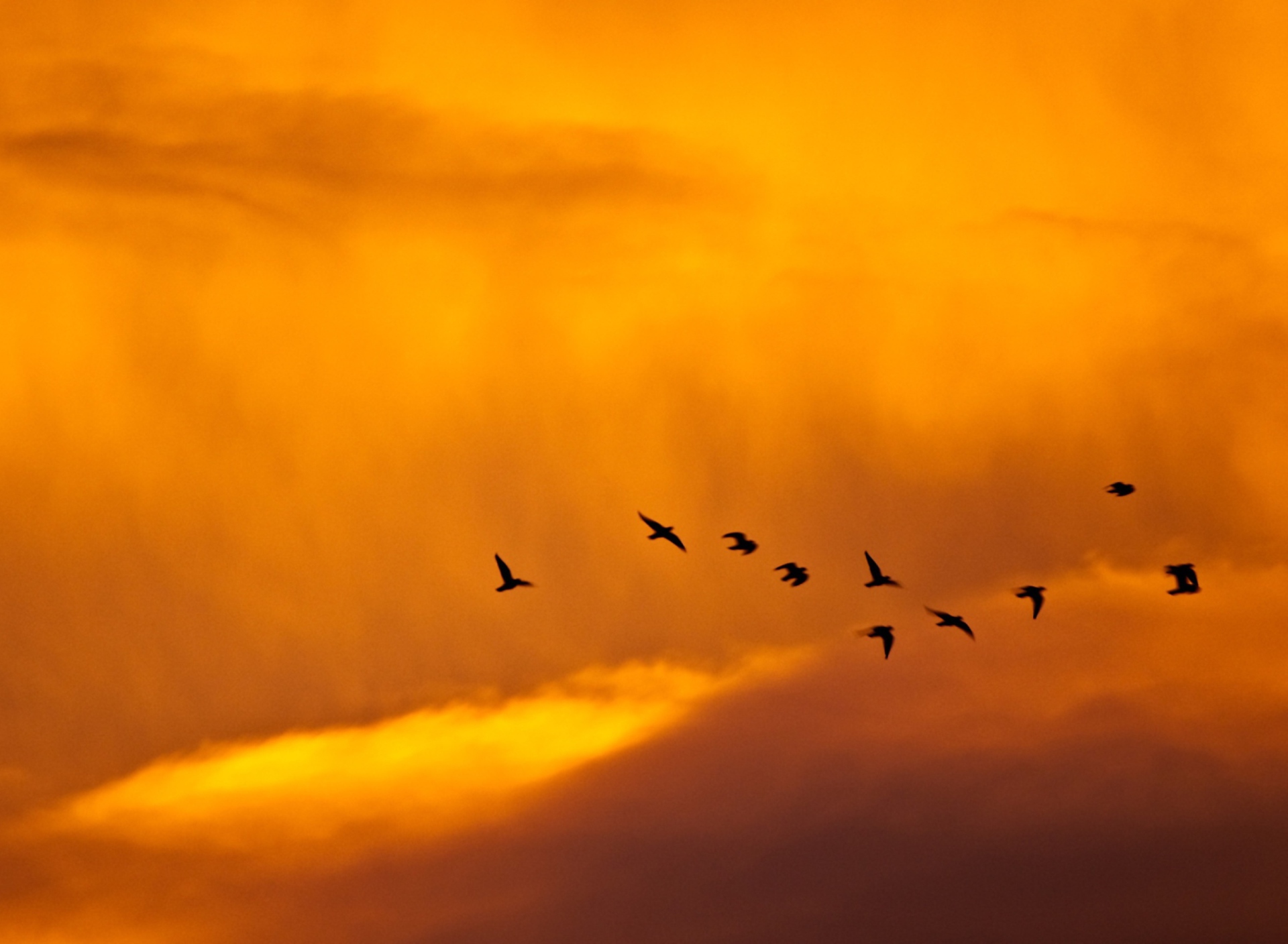 Screenshot №1 pro téma Orange Sky And Birds 1920x1408