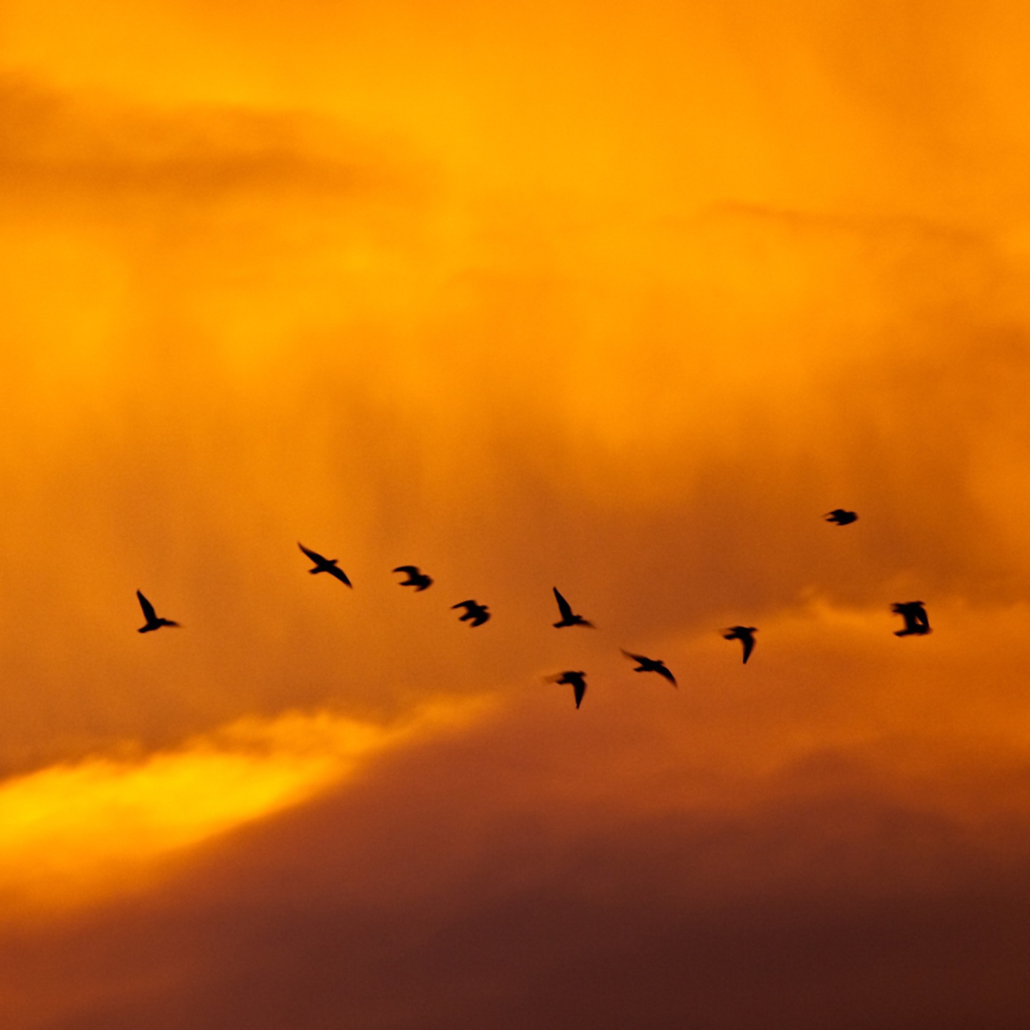 Orange Sky And Birds screenshot #1 2048x2048